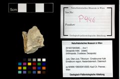 Foto (Objekt + Etikett) von Decapoda indet.  (NHMW-GEO-2014-0194-0946)